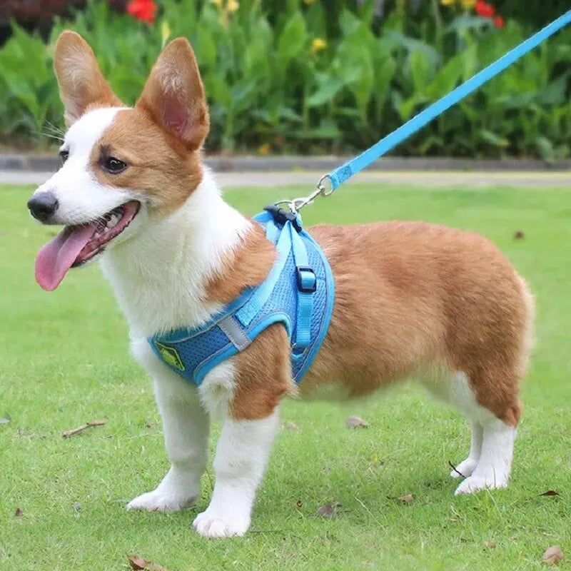 Harnais anti-traction réglable pour chien + laisse
