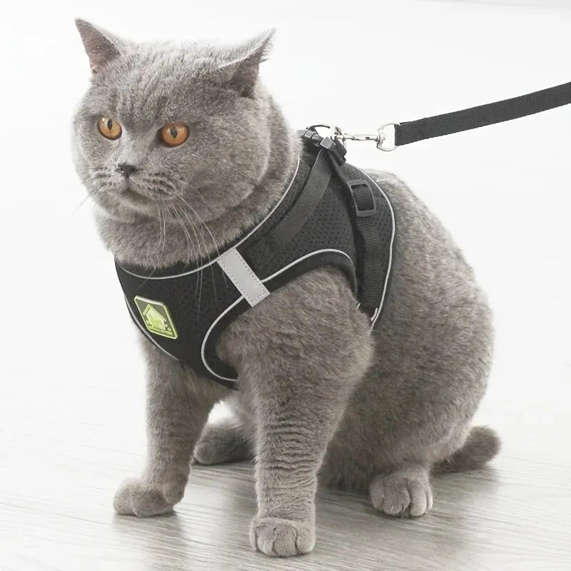 Harnais anti-traction réglable pour chien + laisse