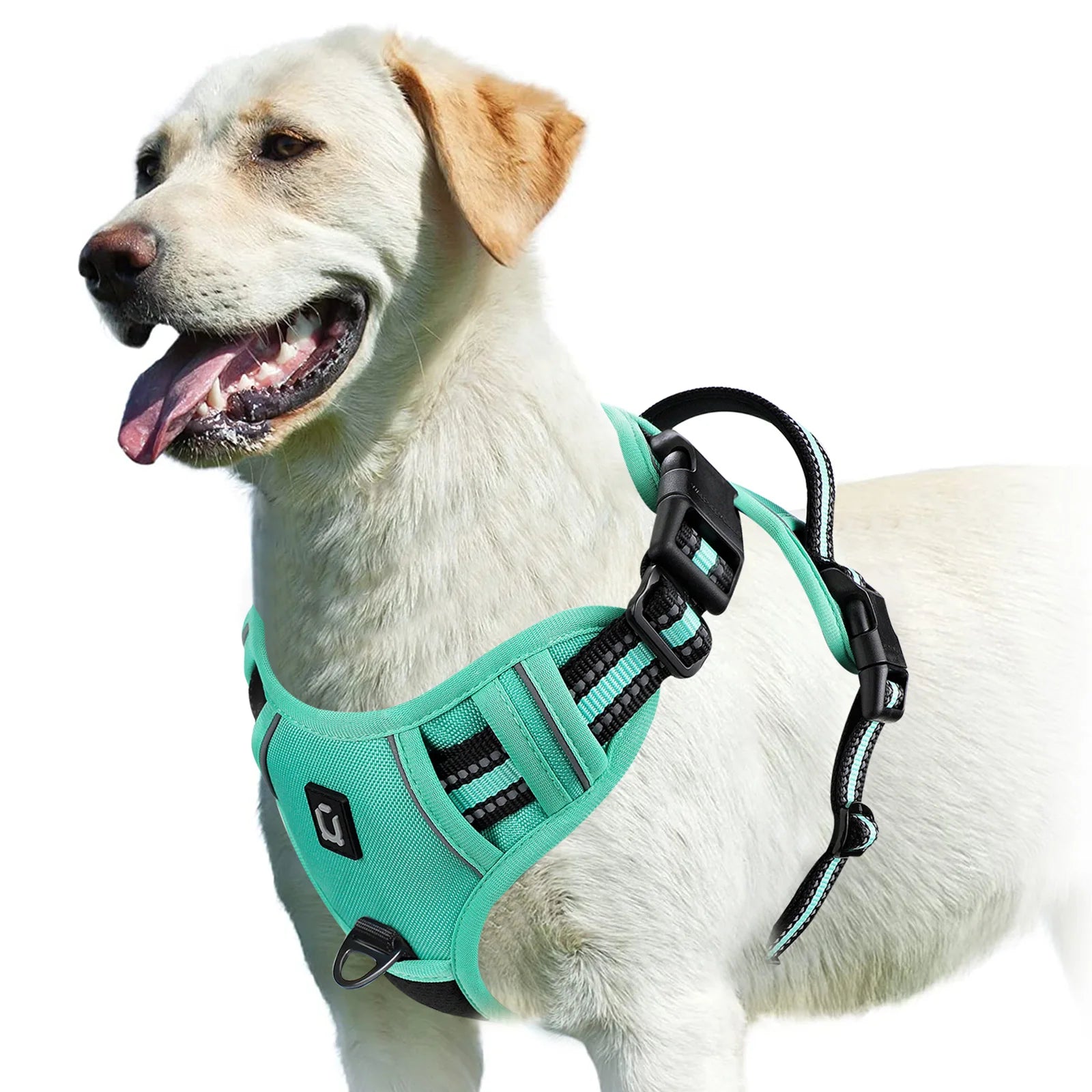 Harnais anti-traction réglable pour chien + laisse