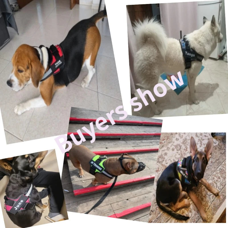Harnais anti-traction réglable pour chien + laisse