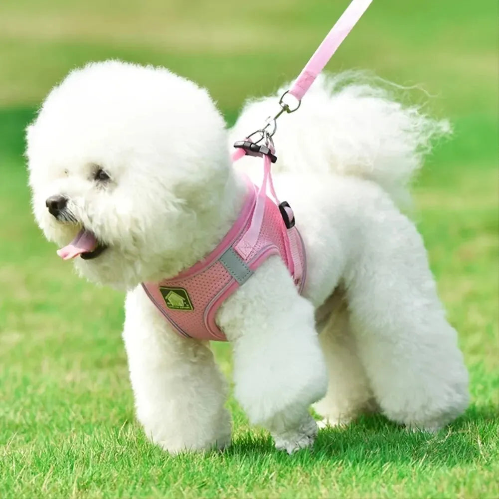 Harnais anti-traction réglable pour chien + laisse