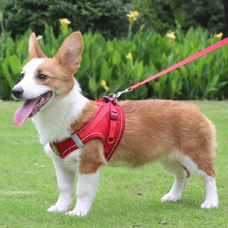Harnais anti-traction réglable pour chien + laisse