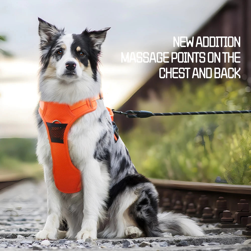 Harnais anti-traction réglable pour chien + laisse