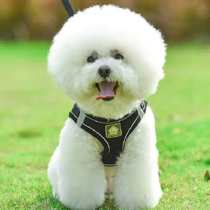 Harnais anti-traction réglable pour chien + laisse