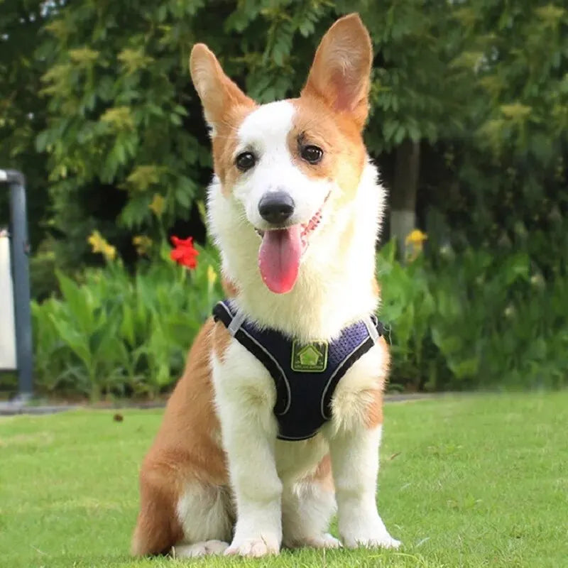 Harnais anti-traction réglable pour chien + laisse
