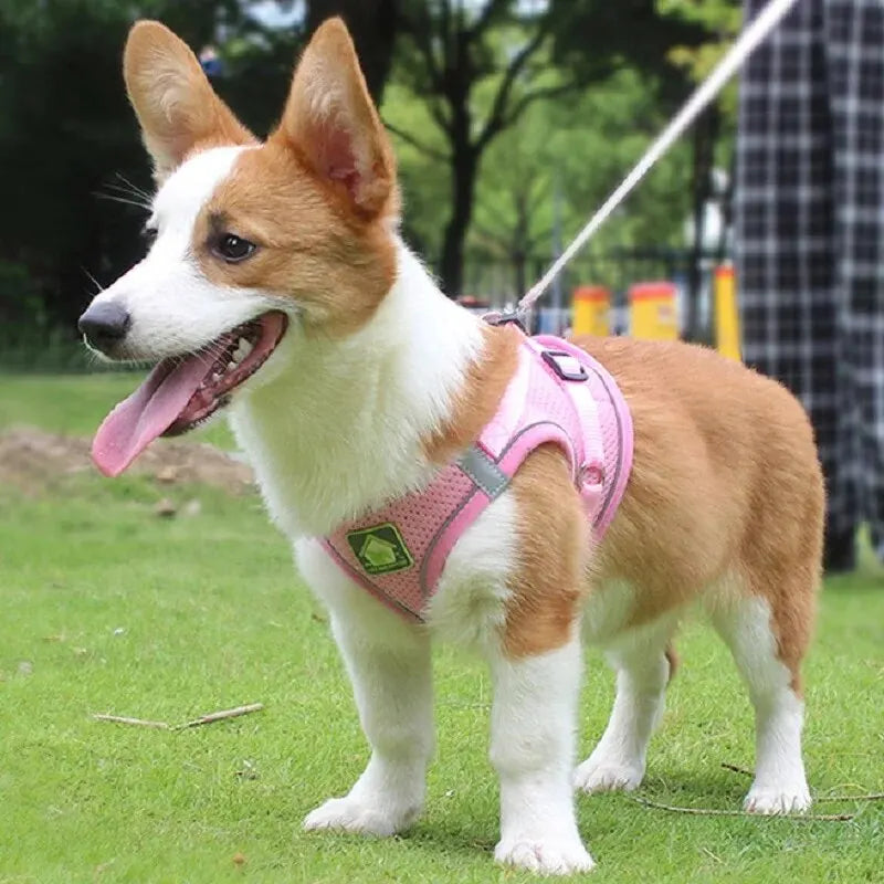 Harnais anti-traction réglable pour chien + laisse