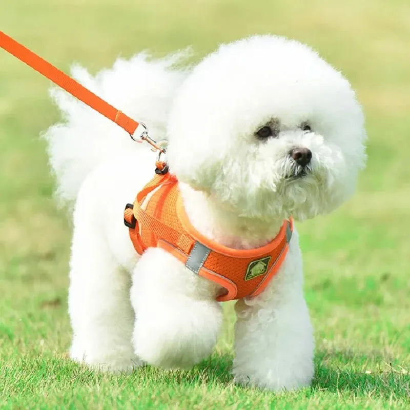 Harnais anti-traction réglable pour chien + laisse